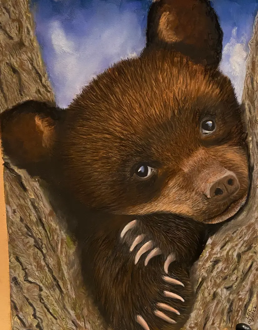 "Bear in A Tree" - 9.5 x 11.75 / 8.5 x 10.75 Medium: Pastel, Original Signed Work By Letitia Collins