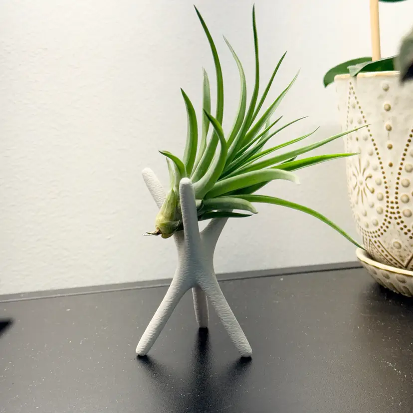 Airplant/Sphere Stand Small