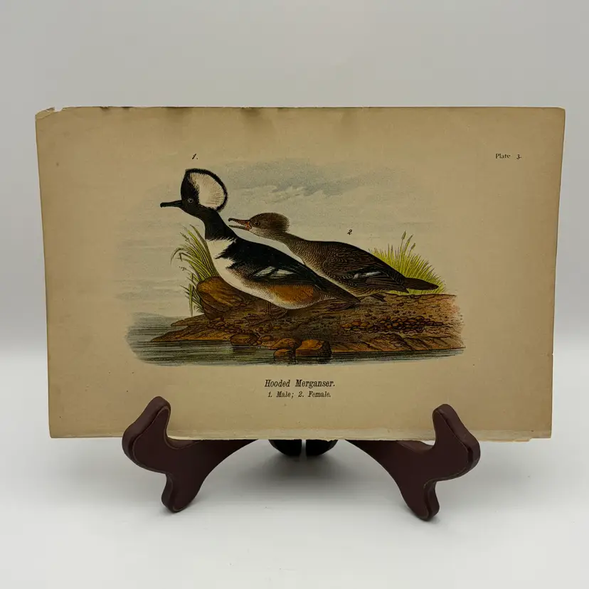 “Hooded Merganser”, Male/Female, c.1890, Color Plate Engraving, Plate 3, From An Antique Book