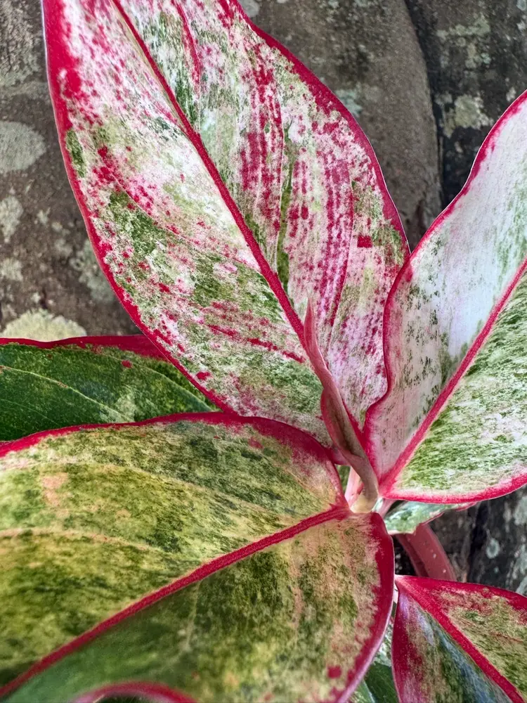 First District Live!