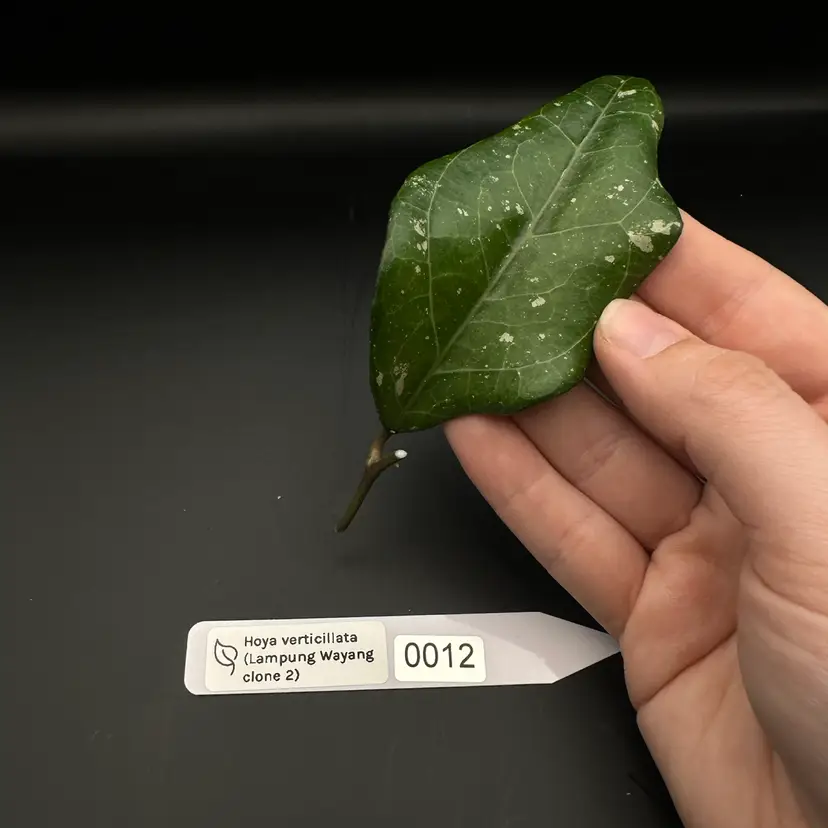 0012 Hoya verticillata (Lampung Wayang clone 2) cutting
