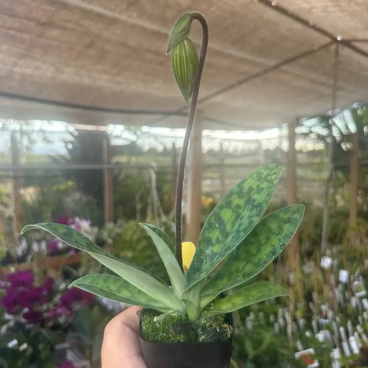 Paphiopedilum gratrixianum- 2” Pot