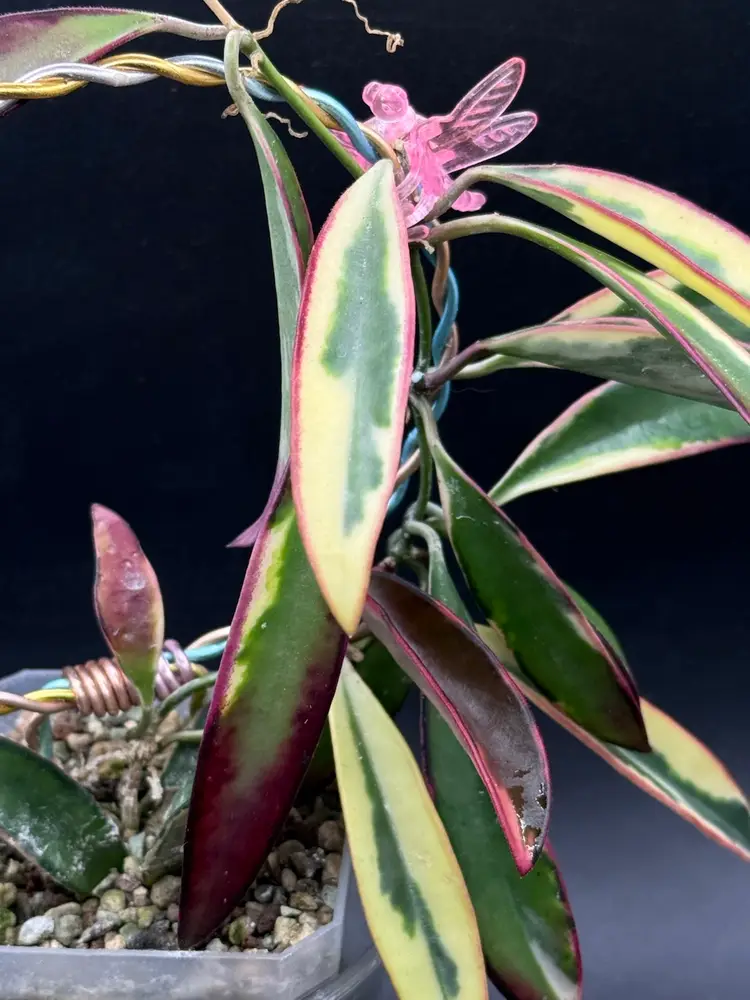 Hoya Kentiana ‘Lori Lyn’