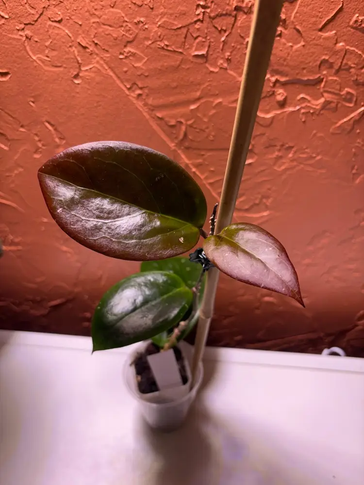 Hoya ‘Shepley’
SRBF 22-03