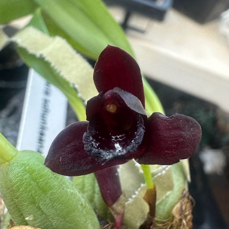 Premium Mini Orchid Mystery Box