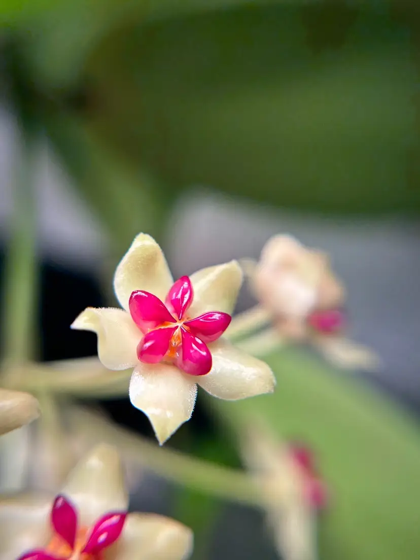 Livestream thumbnail