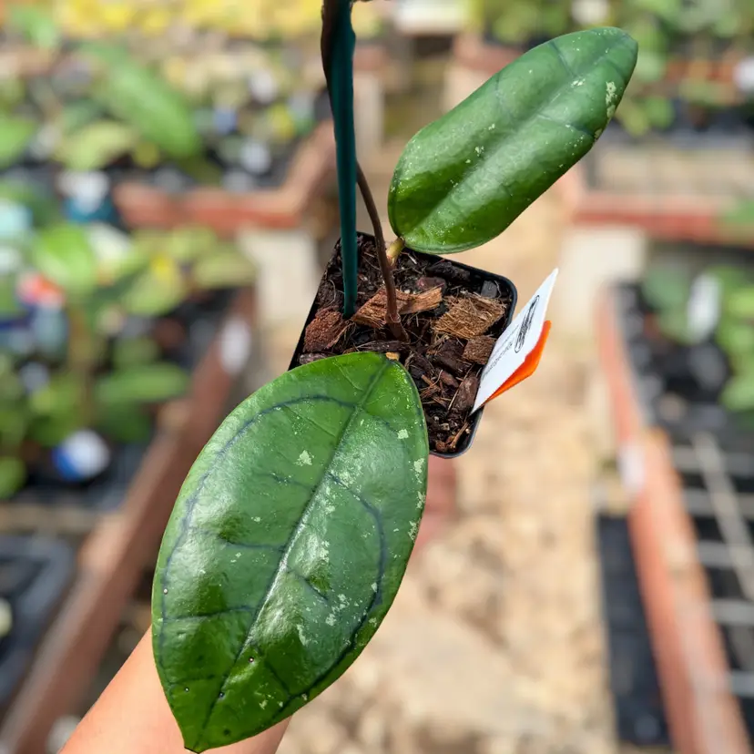 PS0529 - Hoya callistophylla ‘Turtle’