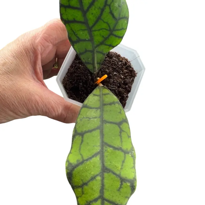 Callistophylla ( sold to me as Chibi from Indonesia)