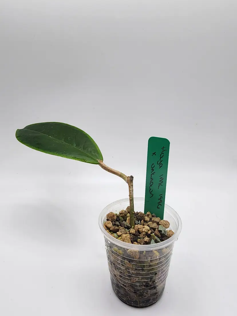 Hoya IML 1886 x unknown (Green)