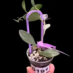 191 Numuleroides Silver