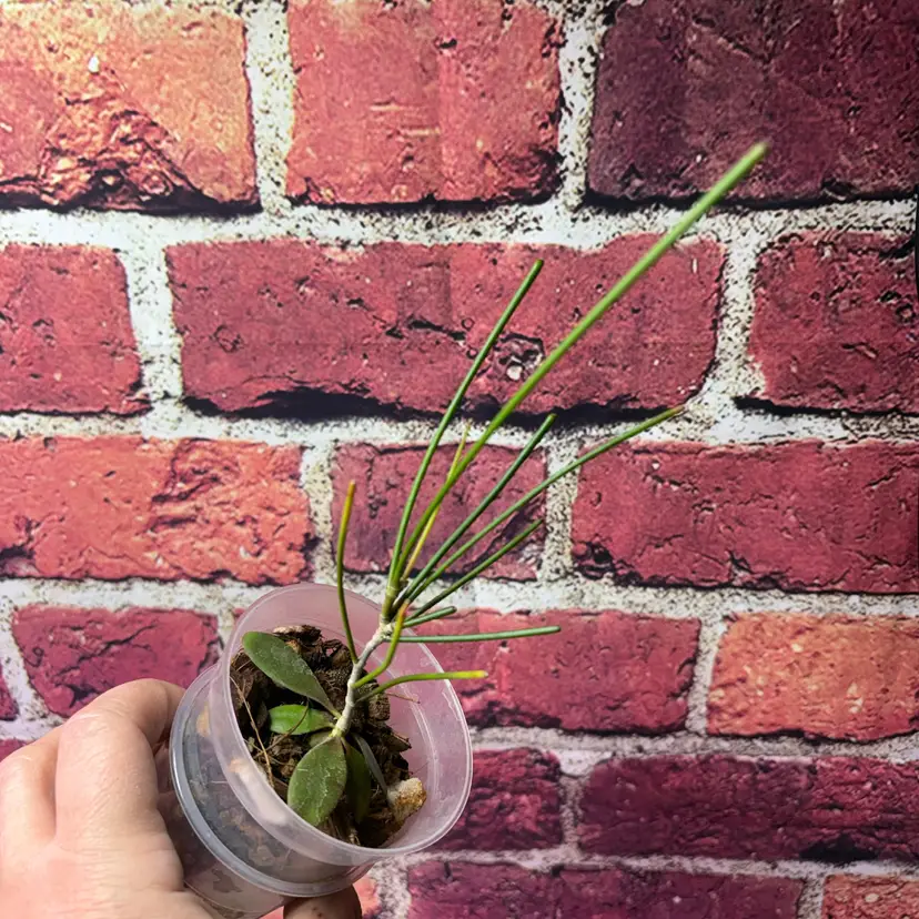 Hoya spartioides x unk