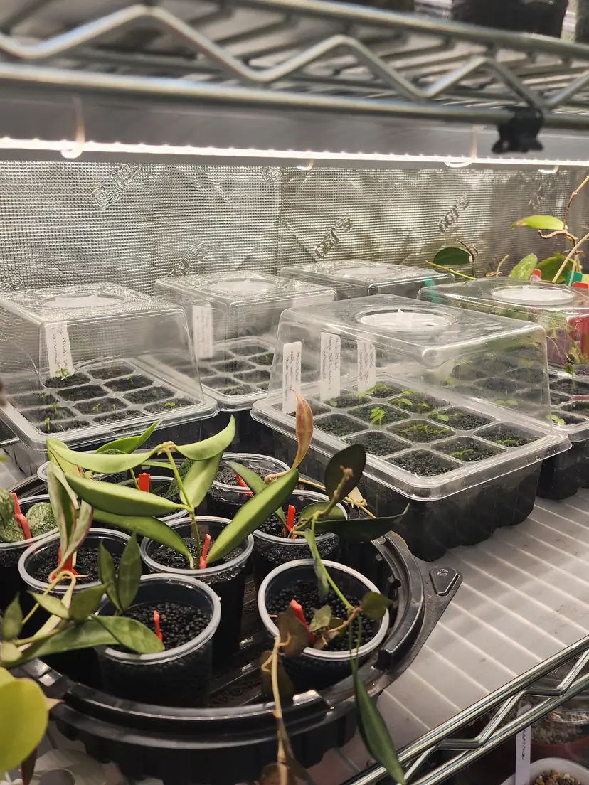 Livestream thumbnail