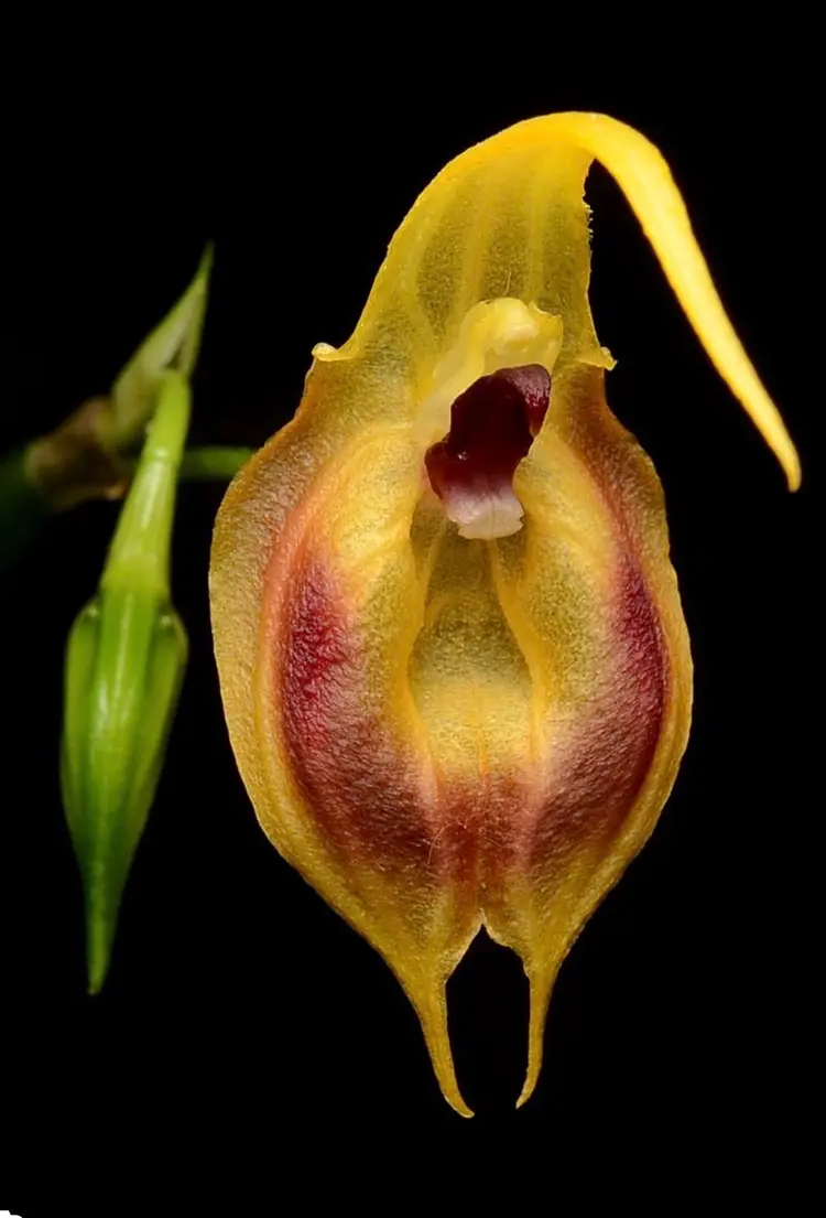 Masdevallia pinocchio - 3” Terra Cotta Pot