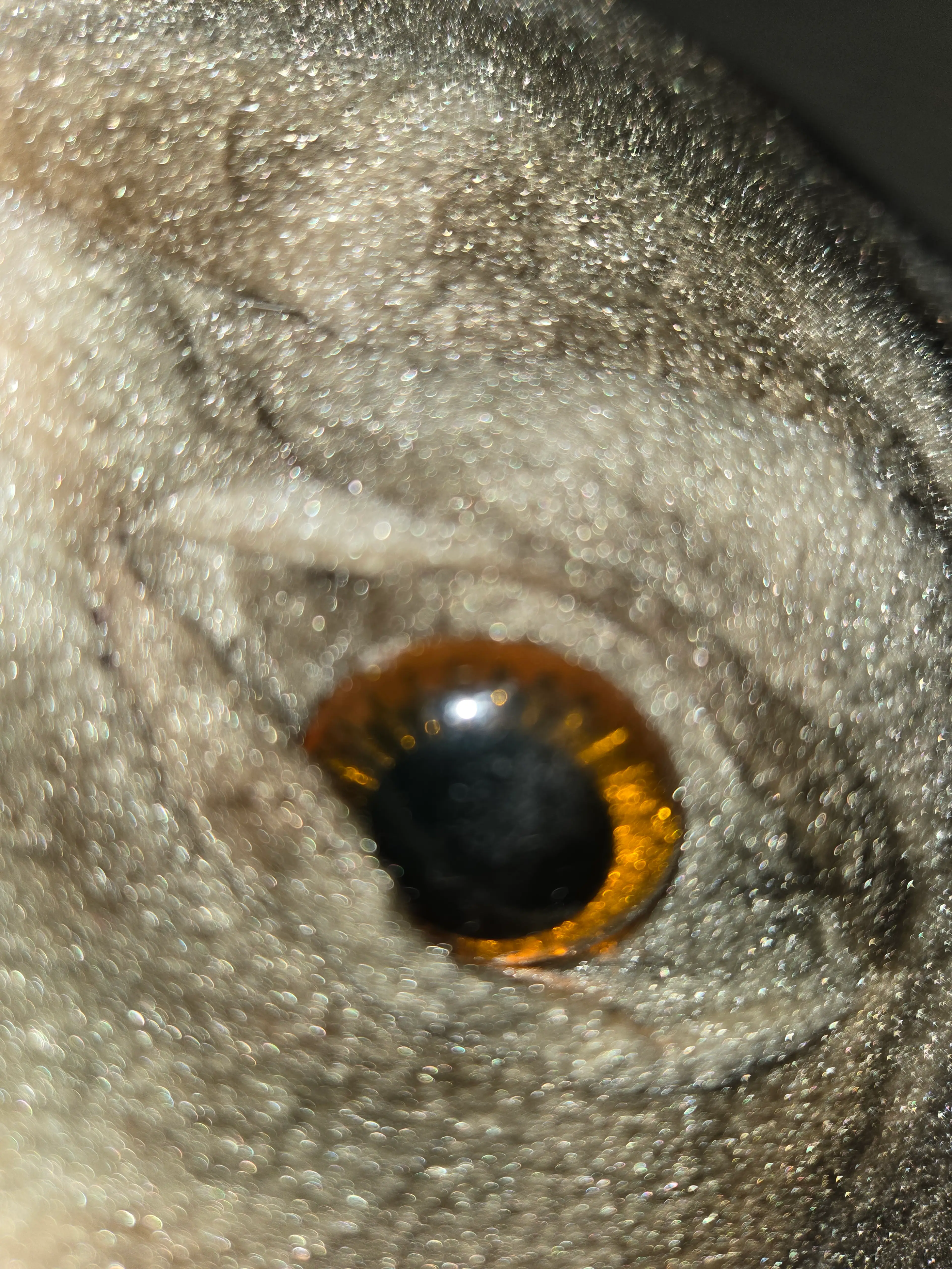 Image 4 of 10