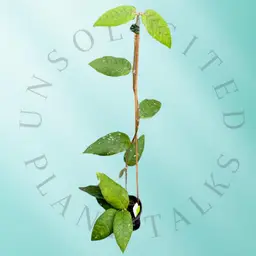 PSGC - Hoya sp. (Indonesia no.4)