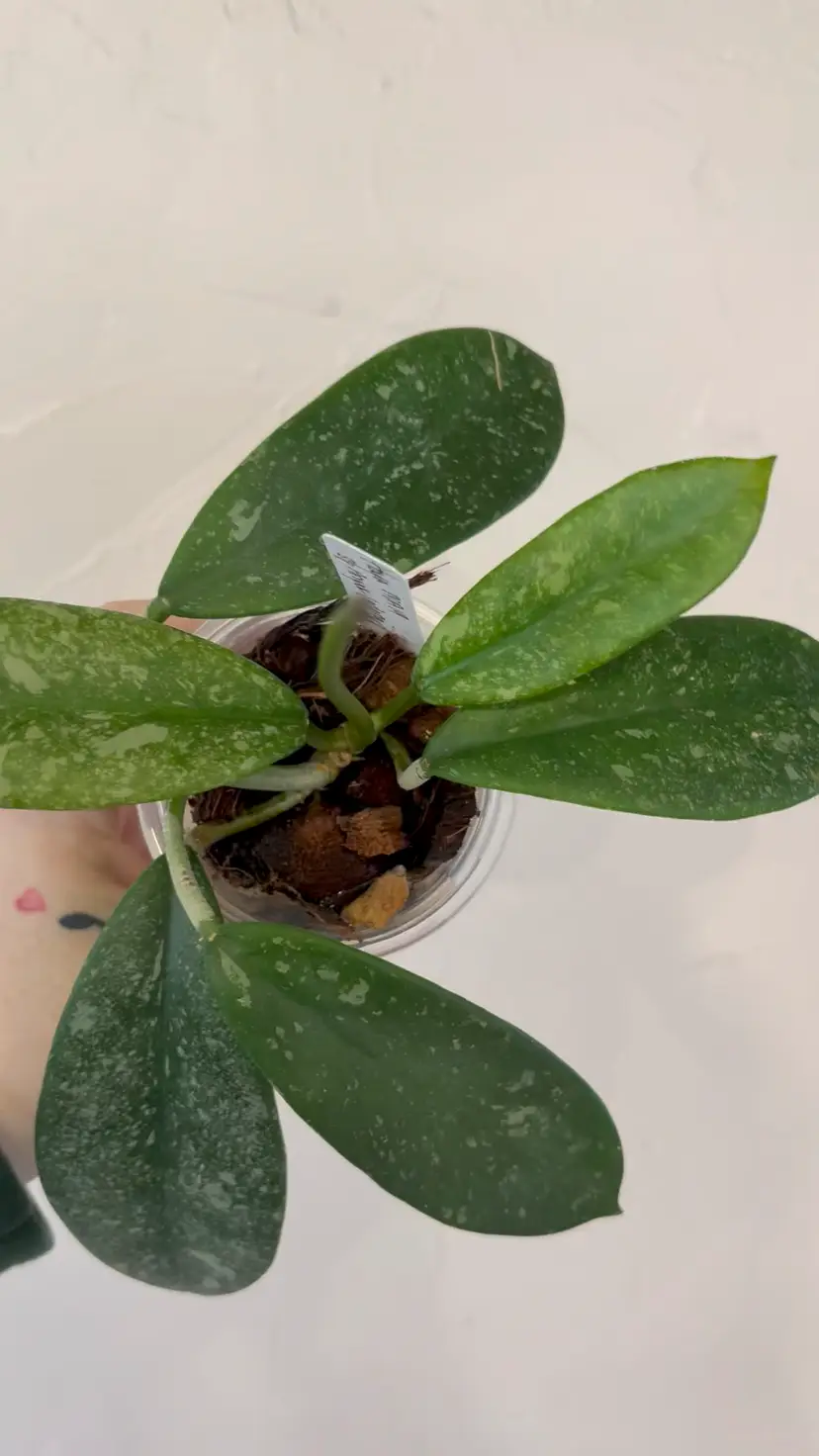 Hoya MA19 sp Anjuk Ladang (growerβs choice)