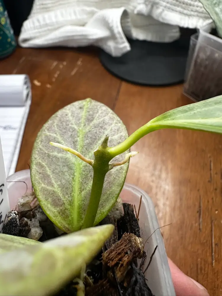 Hoya Obscura (Silver)