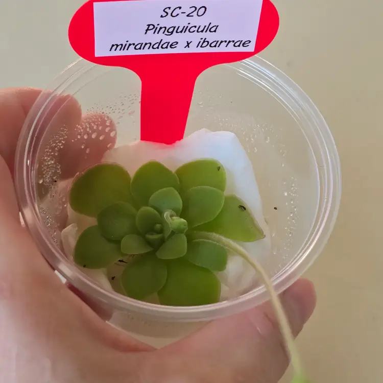 SC-20 Pinguicula mirandae x ibarrae