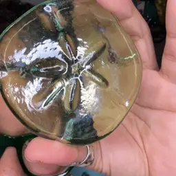 Sanddollar Paperweight