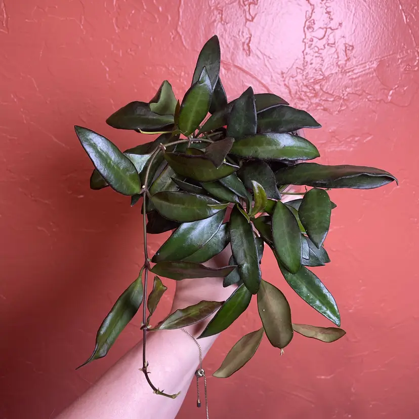 34 Hoya Rosita