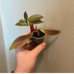 Hoya pubicalyx ‘royal hawaiian purple’