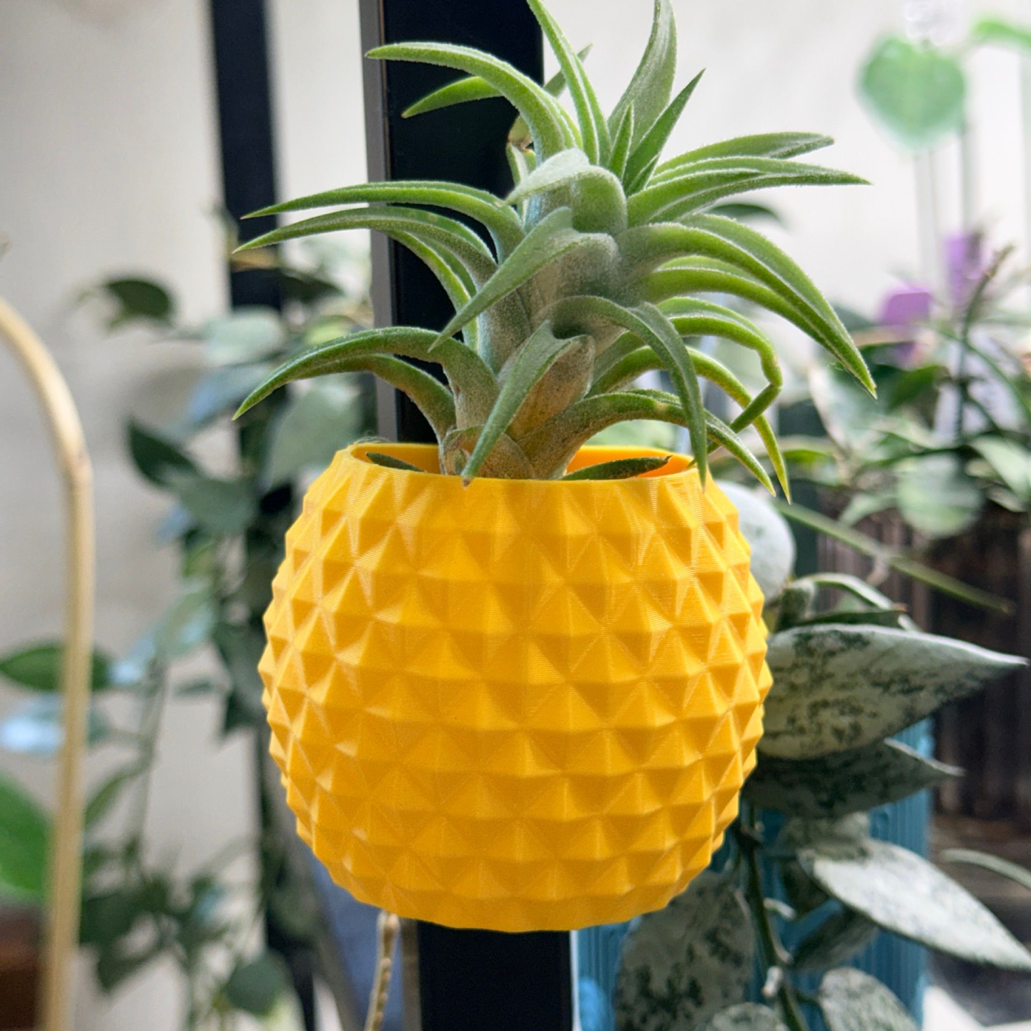 Airplant Holder - Pineapple