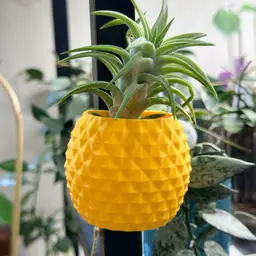 Airplant Holder - Pineapple