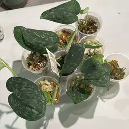 ADD ON - Scindapsus Gunung Salak *Grower’s Choice*