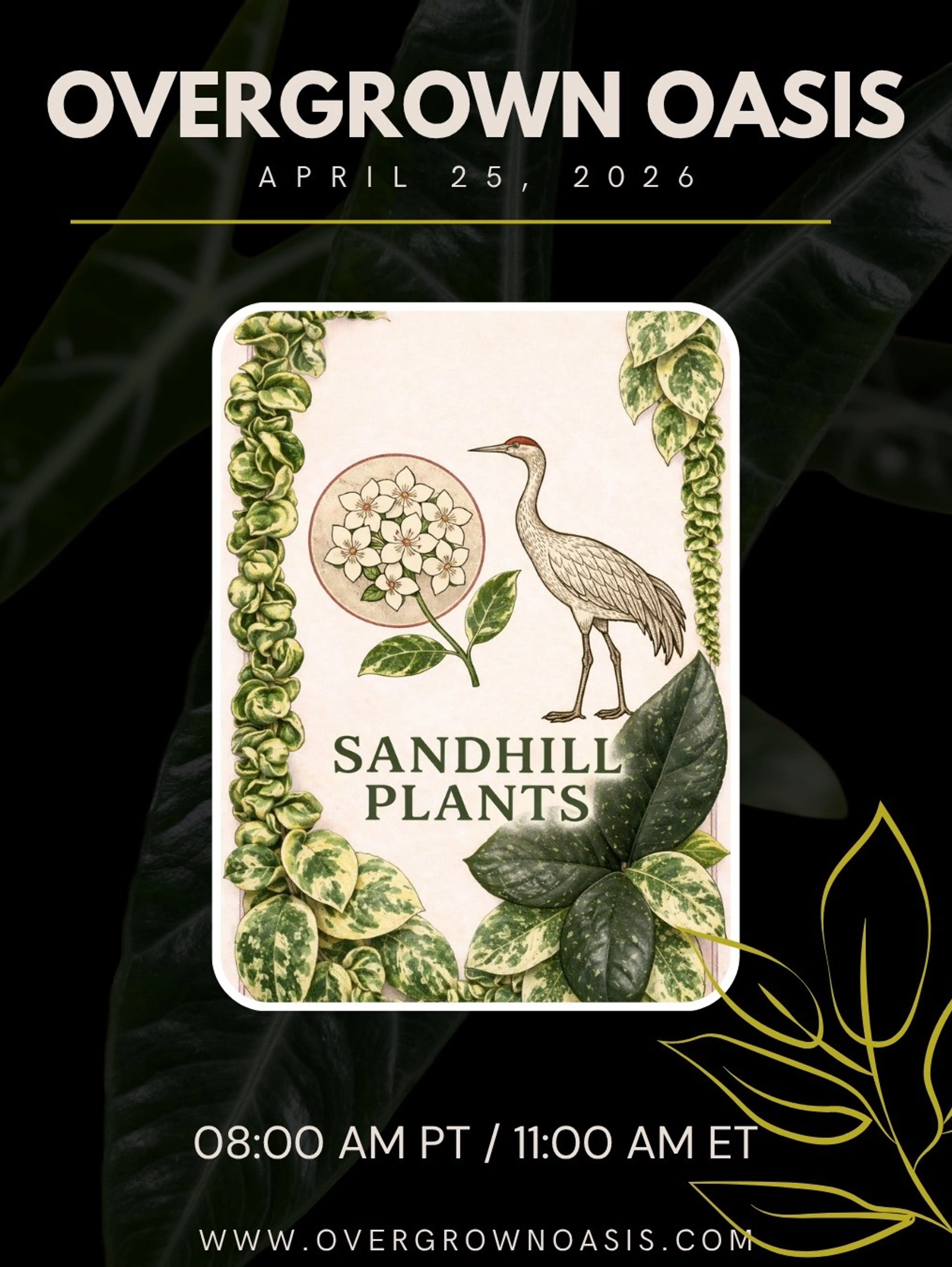 Hoya Sale ☮️💚