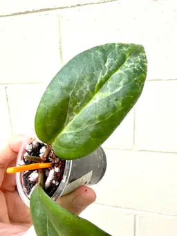 Hoya Candy Mid-Cut