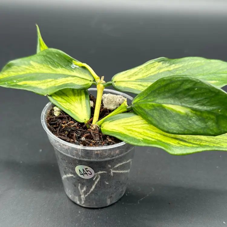 Hoya Polyneura inner variegated