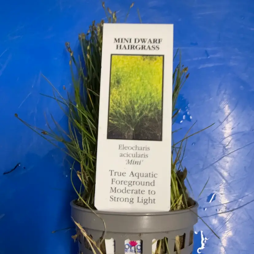 Mini Dwarf Hairgrass - Potted