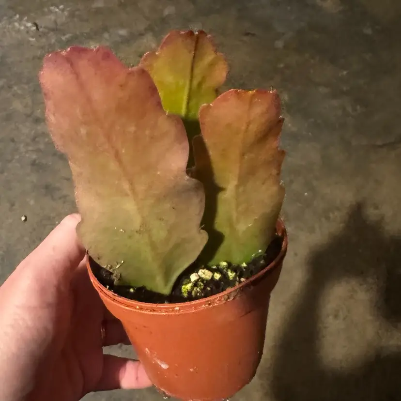 PSEUDORHIPSALIS RAMULOSA (PINK TIPPED JUNGLE CACTUS)