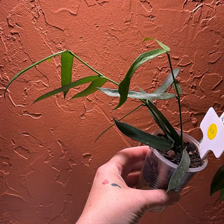107 Hoya pandurata ssp angustifolia