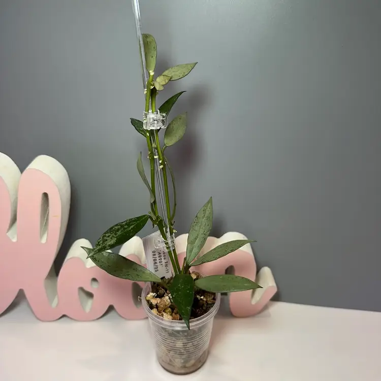 47 Lacunosa FN-11 ‘ABS01’