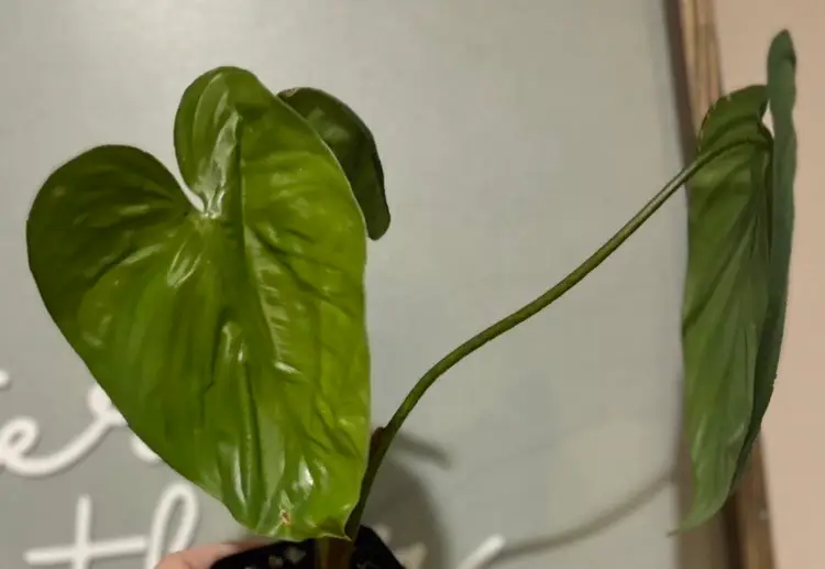 Philodendron Columbia