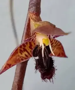 Bulbophyllum meridense