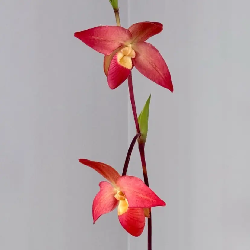 Phragmipedium Don Wimber