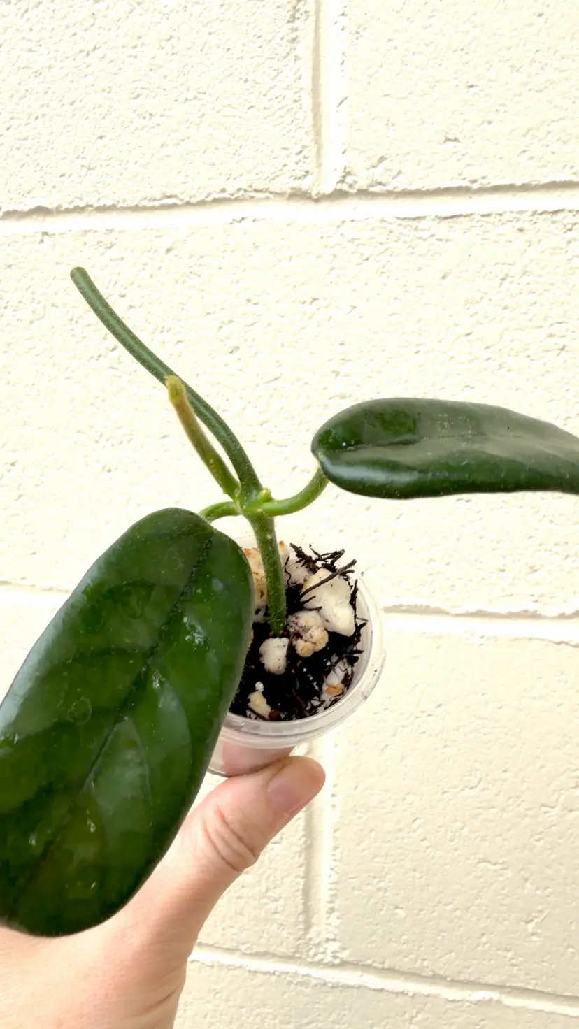 Globulosa 2-leaf