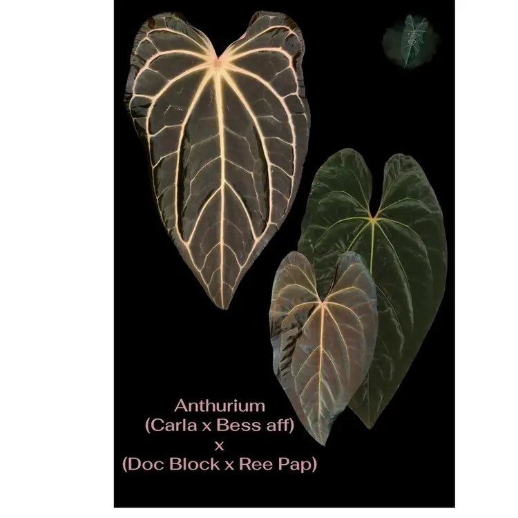 Anthurium (Carla x Bess aff) x (doc block x Ree pap) seedling