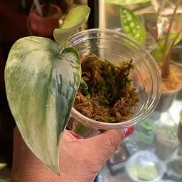 Scindapsus Lakambini