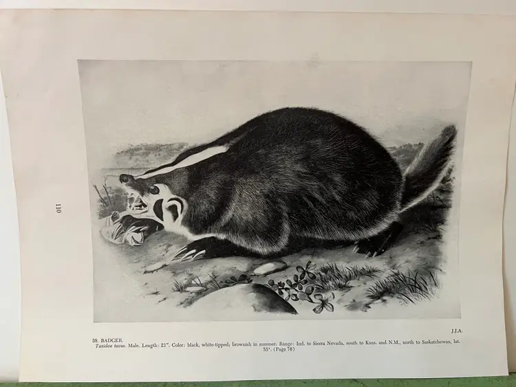 BADGER Vintage Audubon North America Print. 1951 12 x 8.5"