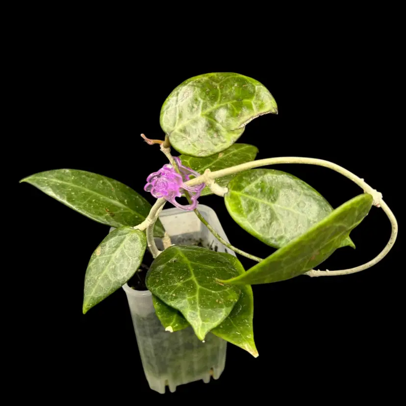 H. sp. Nganjuk Ladang