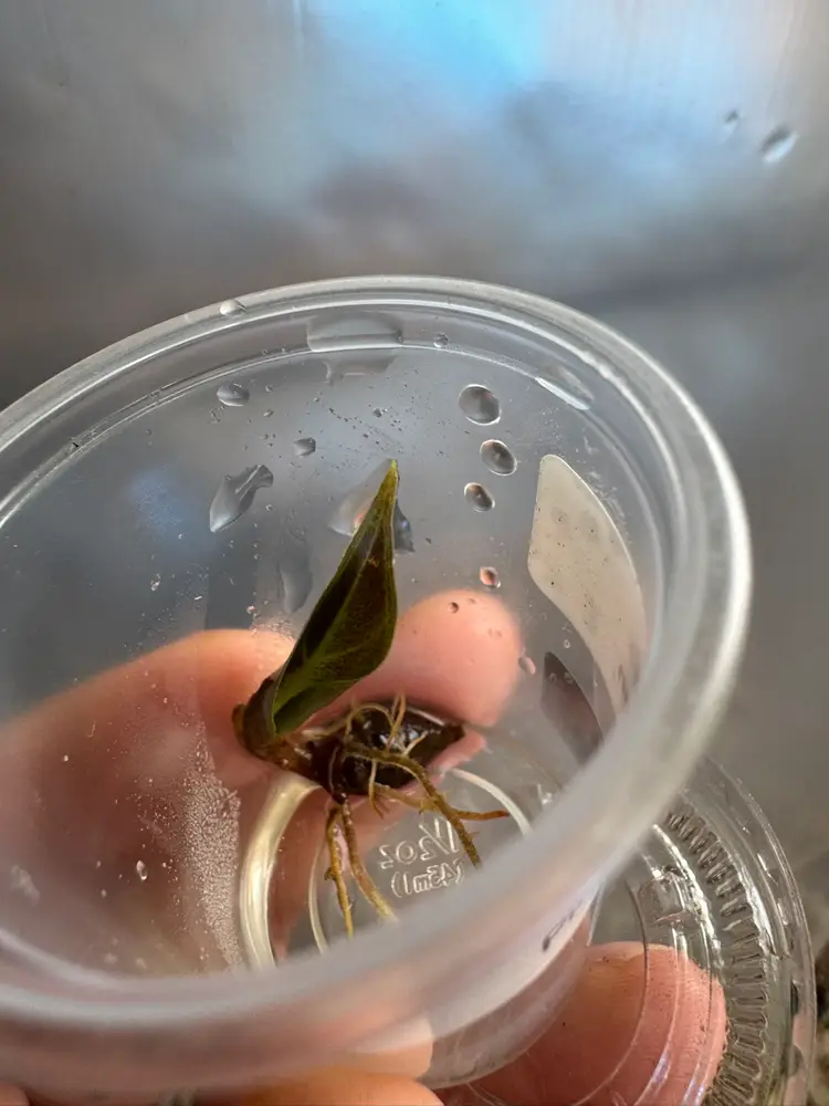 1046 | Alocasia Pink Dragon Corm