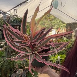 Cryptanthus