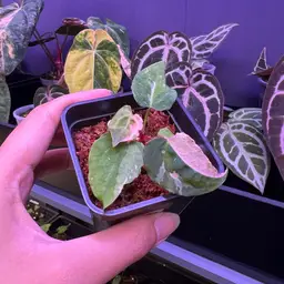 5271 Var RVDP X dressleri Pink