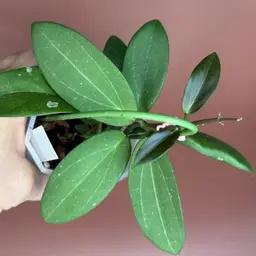 *seedling* ‘Stevo’ OP