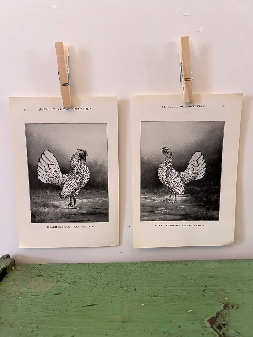 Vintage CHICKEN PRINTS Silver Seabright Bantam Rooster & Hen. c1912. Farm House Ephemera