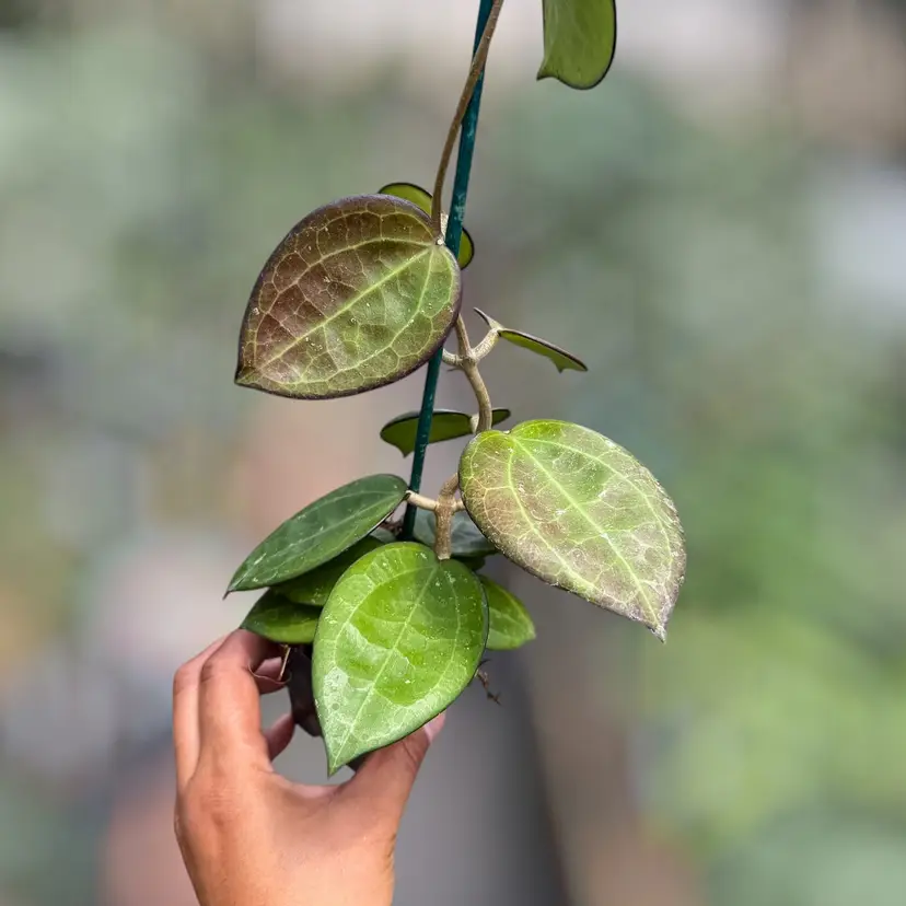PS0816 - Hoya patchawalarai 023 X
