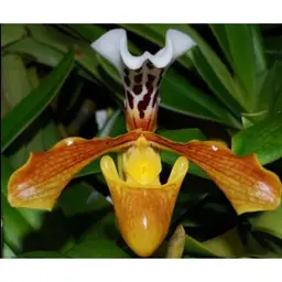 Paphiopedilum gratrixianum- 2” Pot